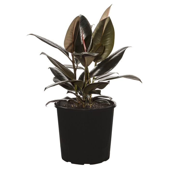 200mm Rubber Plant - Ficus elastica Burgundy