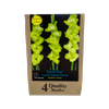 Yarra Valley Bulbs Gladioli Green Star 4 Pack
