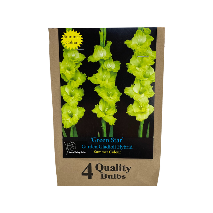 Yarra Valley Bulbs Gladioli Green Star 4 Pack