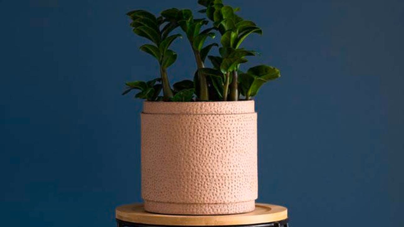 Zanzibar gem (ZZ plant) in a Good Pot Co. 16cm ‘Billy’ Cylinder indoor pot in the colour Dusk.