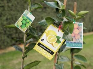Eureka Lemon Semi Dwarf tree.