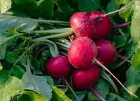 Cluster of red radishes with thin roots and attached green tops.