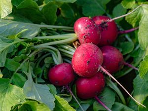 Cluster of red radishes with thin roots and attached green tops.