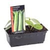 Cucumber Lebanese Punnet - Cucumis sativus