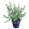 2L Coastal Rosemary Aussie Box - Westringia Aussie Box