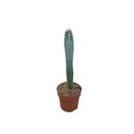 140mm Blue Pole Cactus - Pilosocereus
