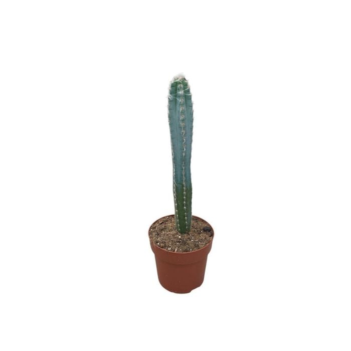 140mm Blue Pole Cactus - Pilosocereus