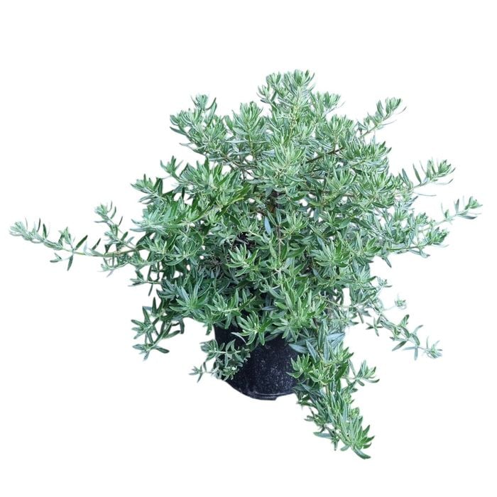 2L Coastal Rosemary - Westringia fruticosa Low Horizon