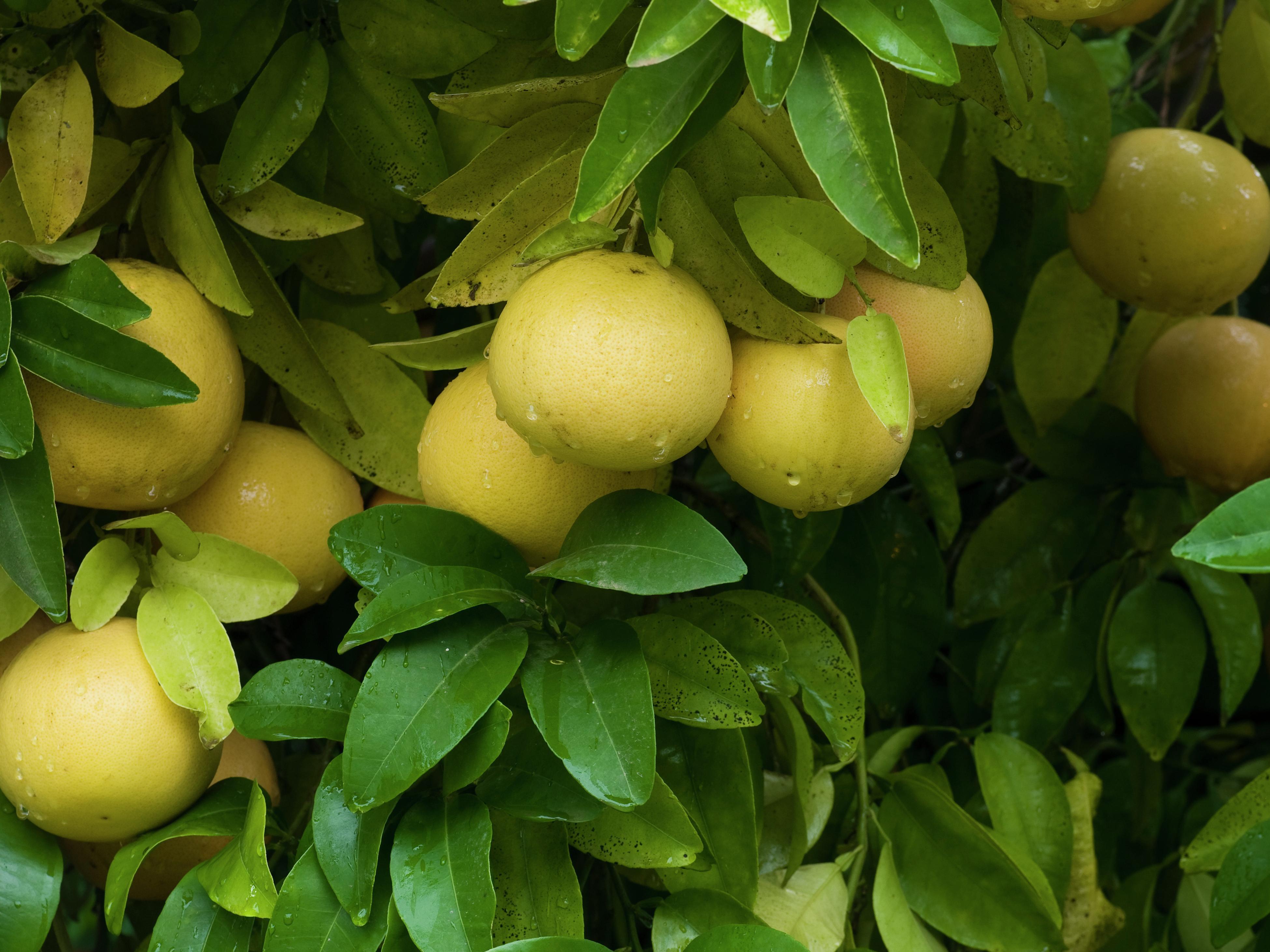 How To Care For A Grapefruit Tree