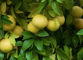 yellow grapefruit's hanging in a tree
