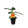 1.9L Tamarillo Bold Gold - Cyphomandra betacea - Incredible Edible Range