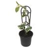 120mm Snow Queen Pothos - Epipremnum aureum Snow Queen
