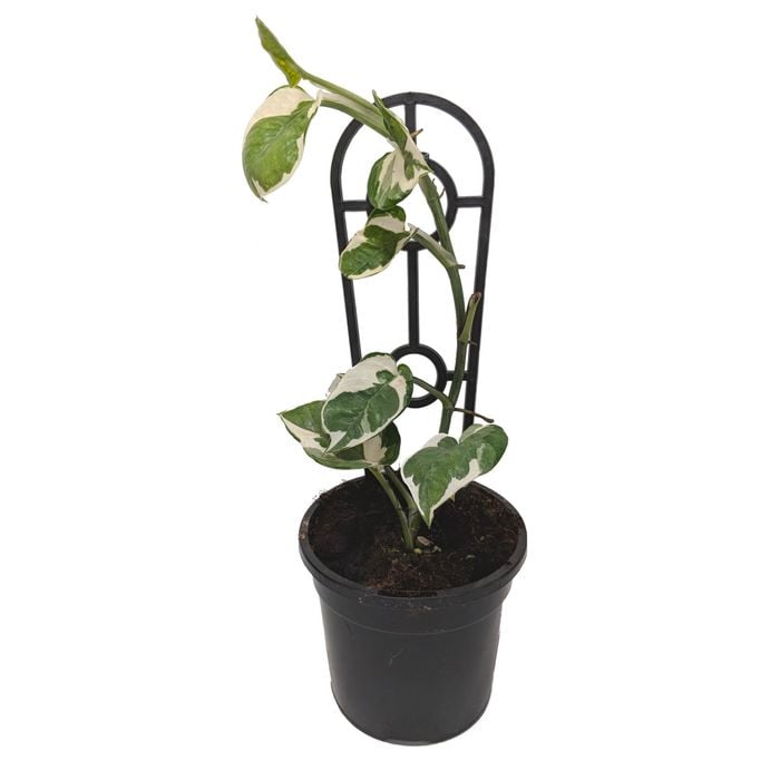 120mm Snow Queen Pothos - Epipremnum aureum Snow Queen