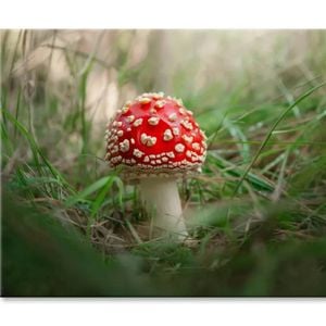 Close-Up Of Toadstool on Grass  Print 100% Australian Made 90 x 60cm  (Stretched)