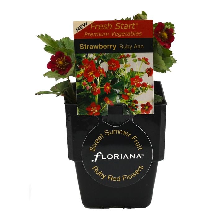 125mm Strawberry Ruby Ann - Fragaria ananassa