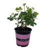 2.5L Carpet Rose Pink - Rosa