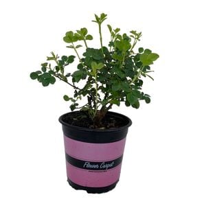 2.5L Carpet Rose Pink - Rosa