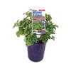 140mm Corydalis Blue Line - Corydalis hybrid Couriblue