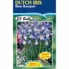 Fiesta Flower Bulbs Dutch Iris Blue Bouquet - 25 Bulbs