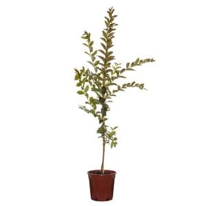 200mm Crepe Myrtle Natchez Bush -  Lagerstroemia indica