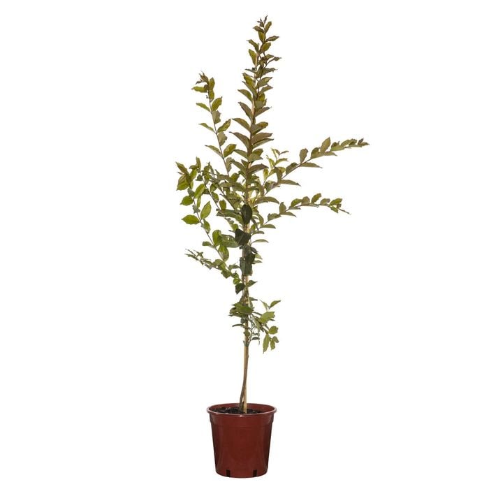 200mm Crepe Myrtle Natchez Bush -  Lagerstroemia indica