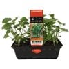 Punnet Coriander - Coriandrum sativum