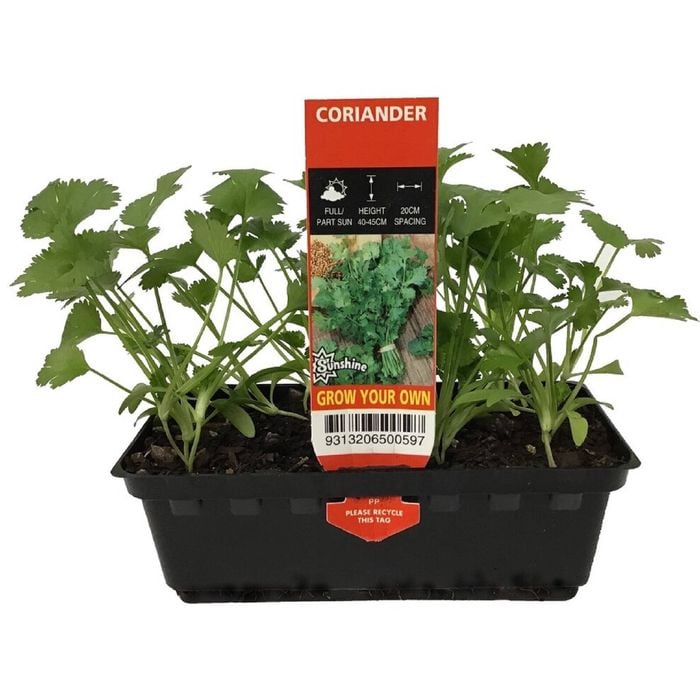 Punnet Coriander - Coriandrum sativum