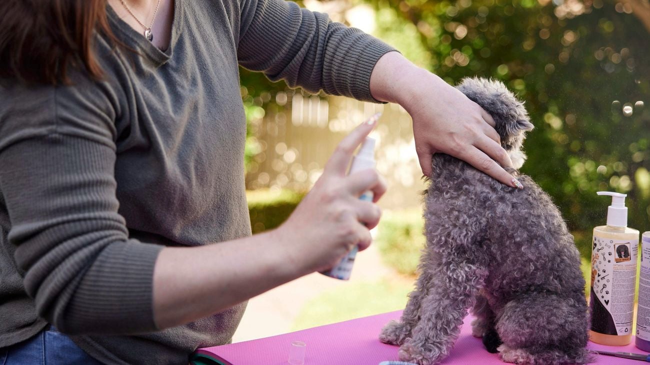 Conditioning spray is sprayed onto dog with face turned away from camera