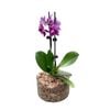 130mm Moth Orchid in Glass Bowl - Phalaenopsis Orchid
