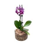 130mm Moth Orchid in Glass Bowl - Phalaenopsis Orchid