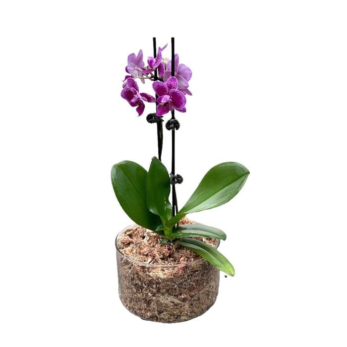 130mm Moth Orchid in Glass Bowl - Phalaenopsis Orchid