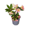 2L Vireya Kisses - Rhododendron vireya