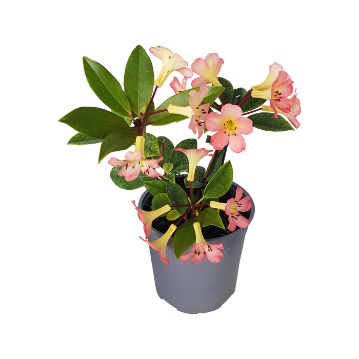2L Vireya Kisses - Rhododendron vireya