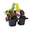 Lettuce Combo - 6 Pack