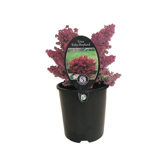 1.9L Erica Ruby Shepherd - Erica melanthera Ruby Shepherd