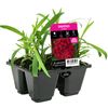 4 Cell Dianthus Raspberry - Dianthus barbatus