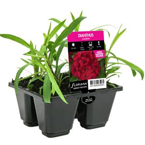 4 Cell Dianthus Raspberry - Dianthus barbatus