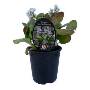 150mm Bergenia Fairytale Romance - Bergenia - Gardening Solutionz