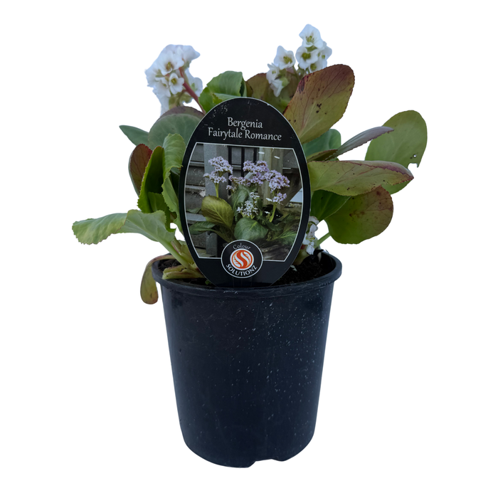 150mm Bergenia Fairytale Romance - Bergenia - Gardening Solutionz