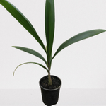 Syagrus Roman Zoffiana Queen Palm - Syagrus romanzoffiana