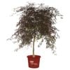 410mm Weeping Maple - Acer palmatum Dissectum Inaba Shidare