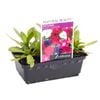 Petunia Bobby Dazzler Punnet  - Petunia hybrida