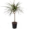 150mm Marginata - Dracaena marginata
