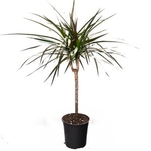 150mm Marginata - Dracaena marginata