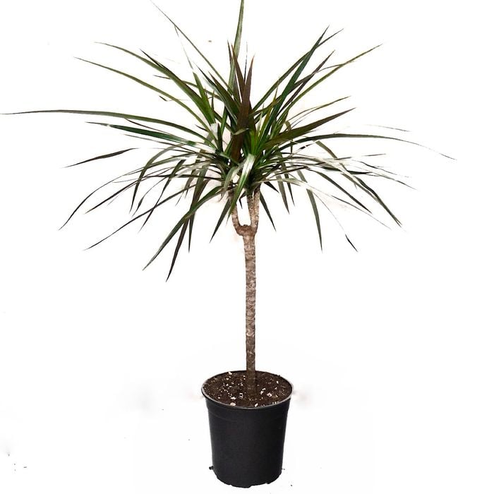 150mm Marginata - Dracaena marginata