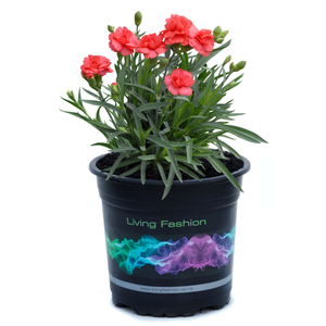 1.5L Dianthus Rose Bud - Dianthus hybrid