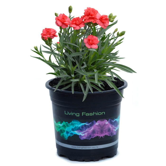 1.5L Dianthus Rose Bud - Dianthus hybrid