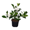 2L Gardenia - Gardenia veitchii