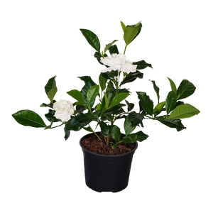 2L Gardenia - Gardenia veitchii