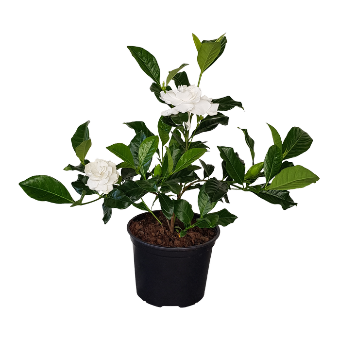 2L Gardenia - Gardenia veitchii